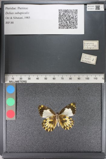 Media type: image;   Entomology 128310